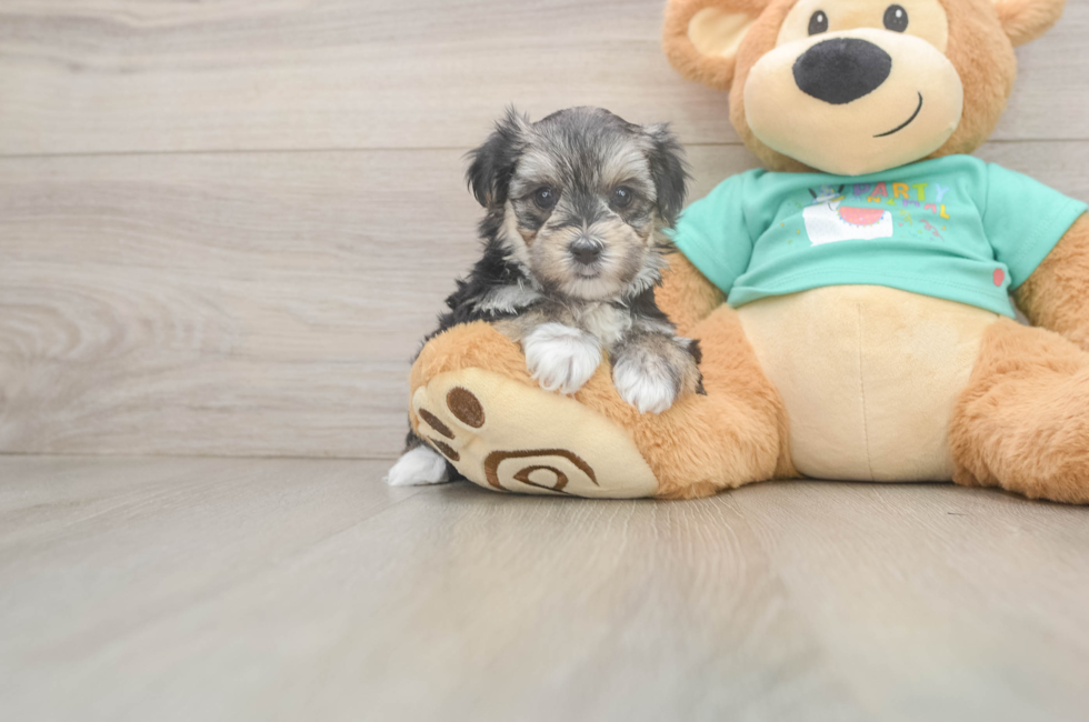 6 week old Morkie Puppy For Sale - Windy City Pups