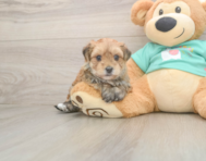 7 week old Morkie Puppy For Sale - Windy City Pups