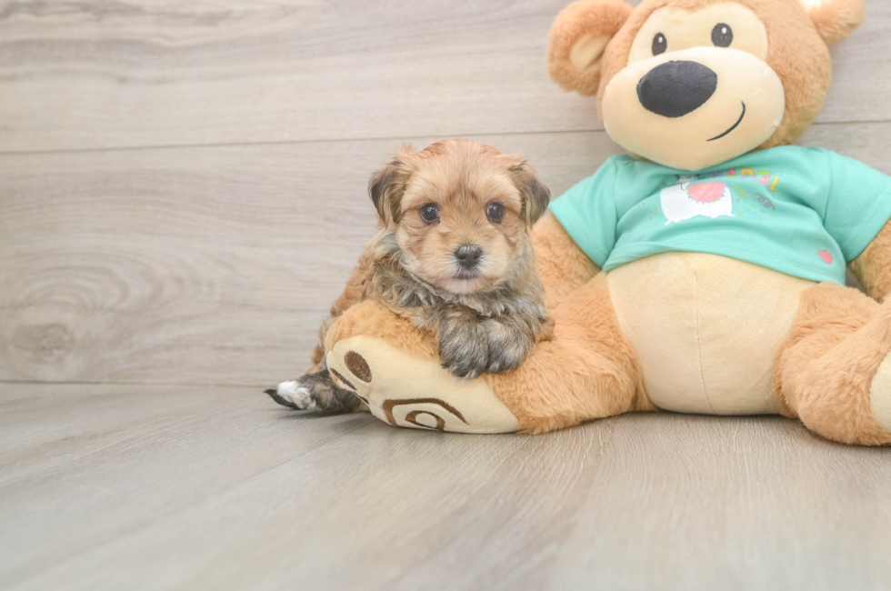 5 week old Morkie Puppy For Sale - Windy City Pups