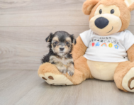 6 week old Morkie Puppy For Sale - Windy City Pups