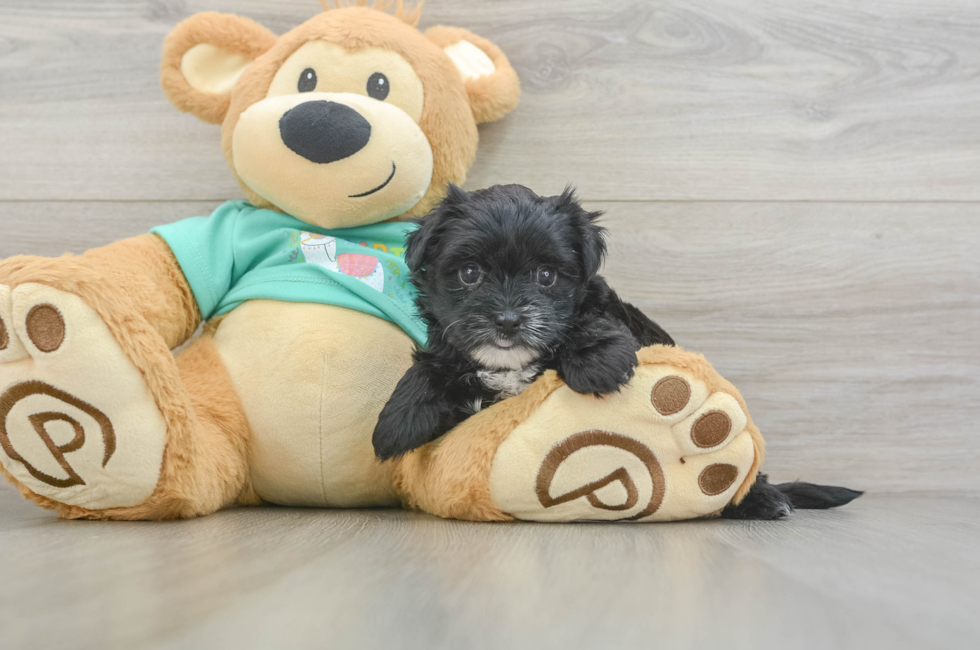5 week old Morkie Puppy For Sale - Windy City Pups