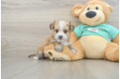 Cute Morkie Baby