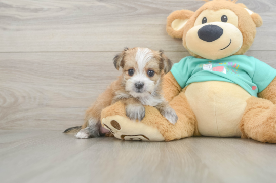 Cute Morkie Baby