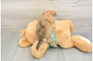 Best Morkie Baby
