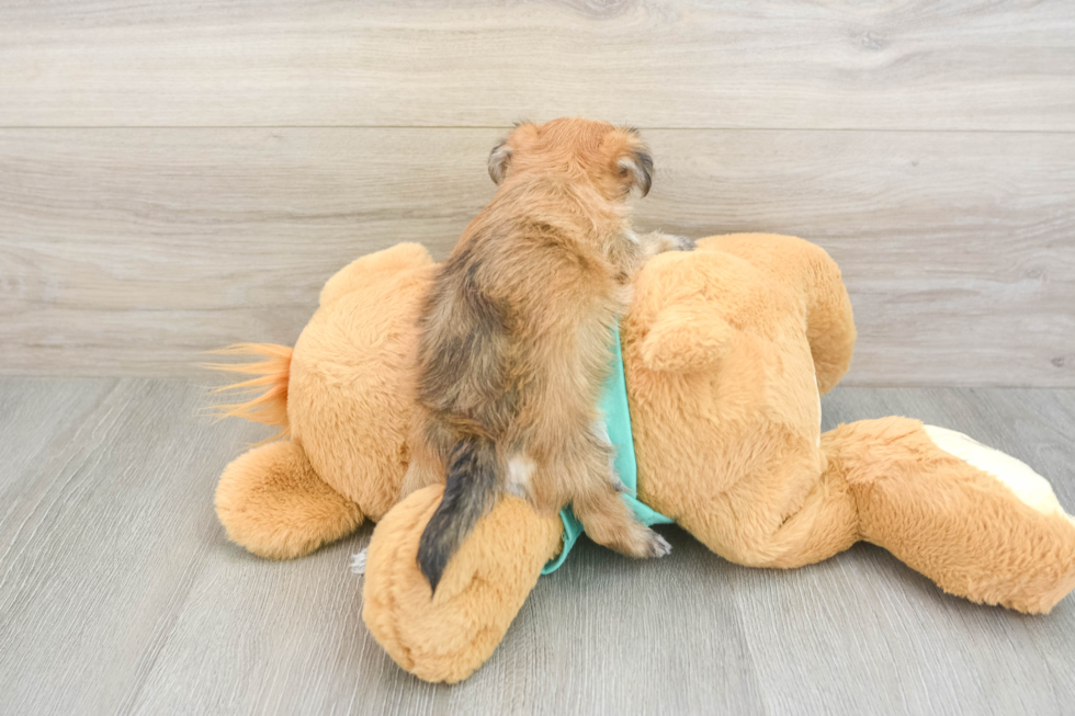 Best Morkie Baby