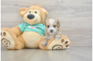 Little Morkshire Terrier Designer Puppy