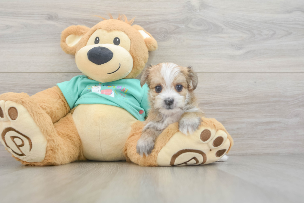 Little Morkshire Terrier Designer Puppy