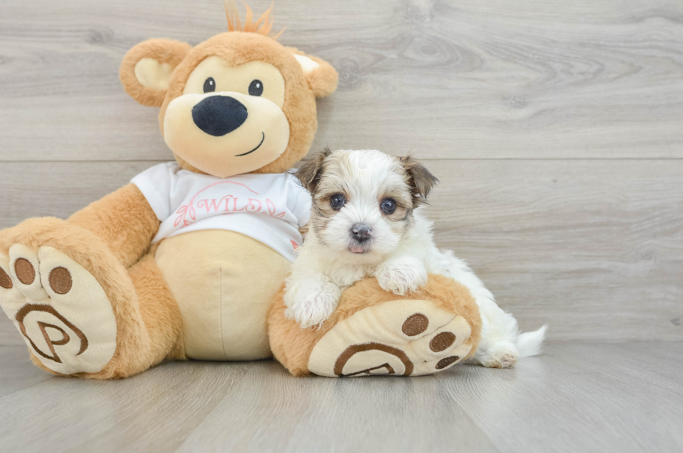 7 week old Morkie Puppy For Sale - Windy City Pups