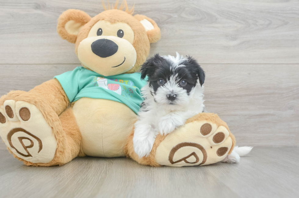5 week old Morkie Puppy For Sale - Windy City Pups