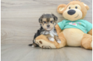 Friendly Morkie Baby