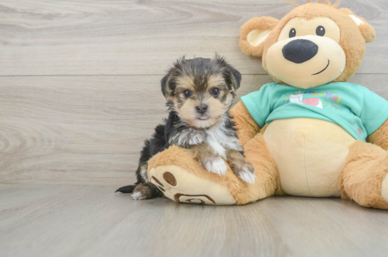 Friendly Morkie Baby