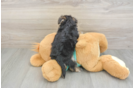 Morkie Puppy for Adoption