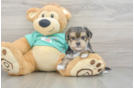 Morkie Puppy for Adoption