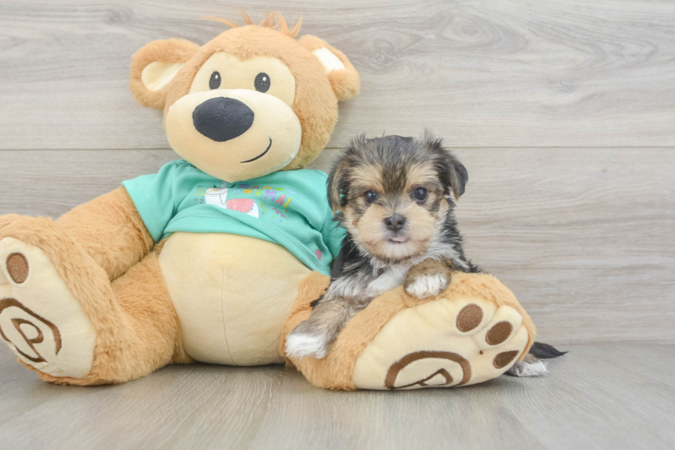 Morkie Puppy for Adoption