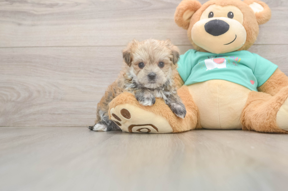 6 week old Morkie Puppy For Sale - Windy City Pups