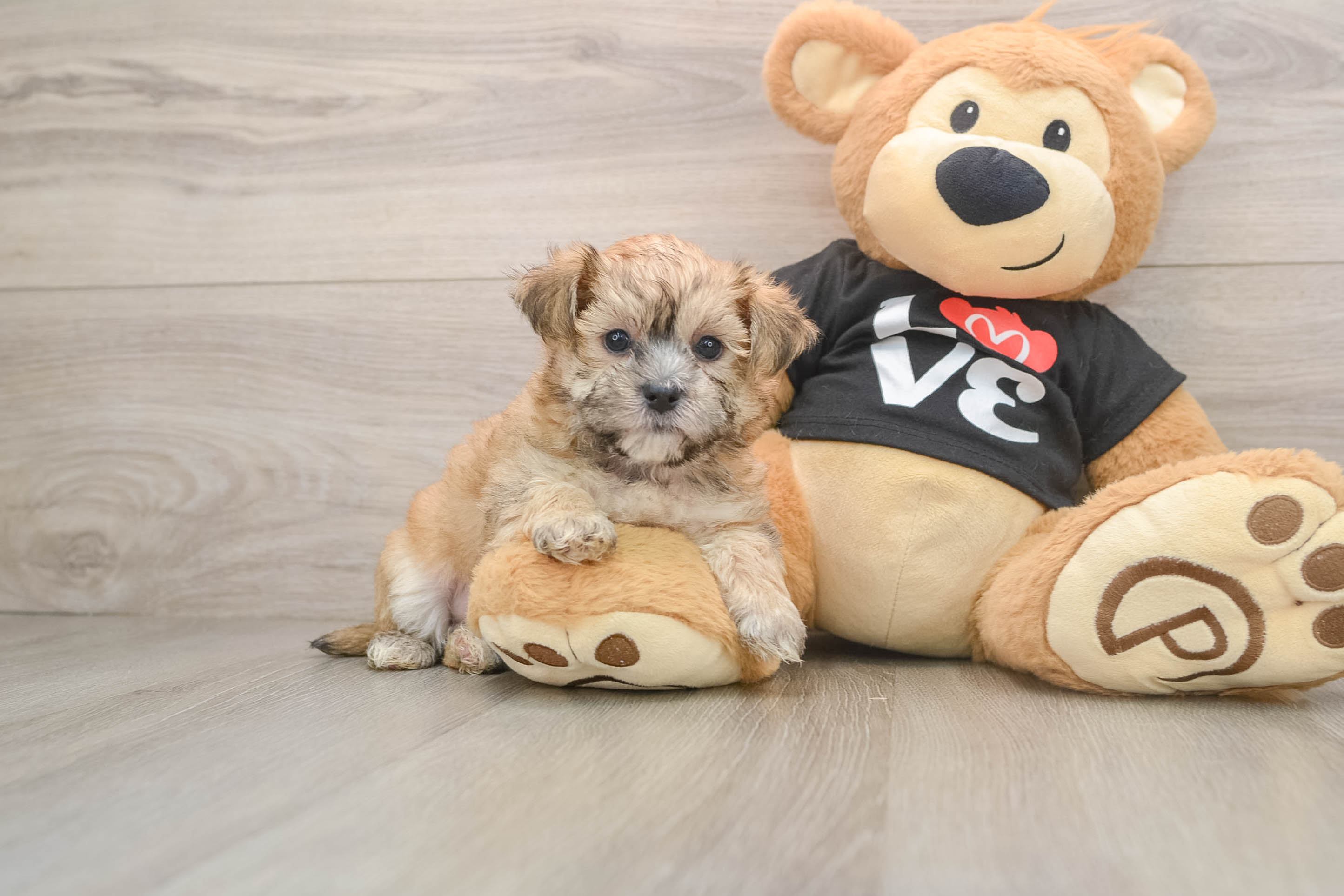 Morkie Pup Being Cute