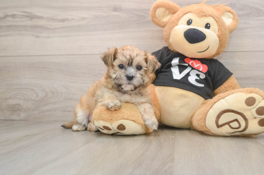 LEBRON, a Morkie littermate