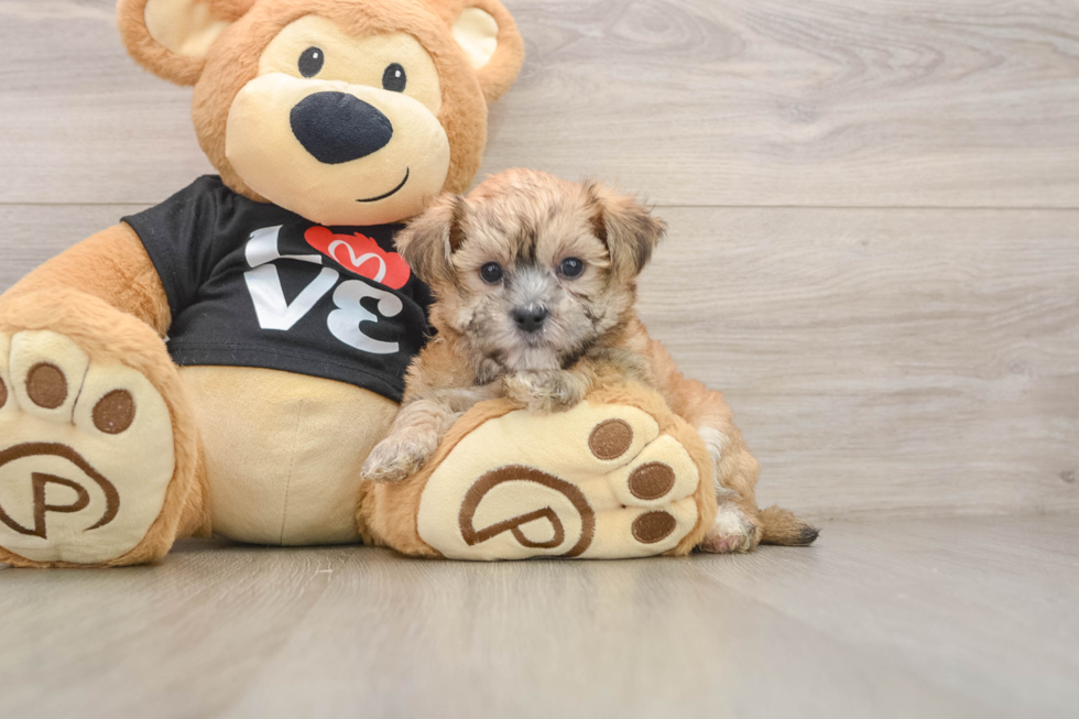 Petite Morkie Designer Pup