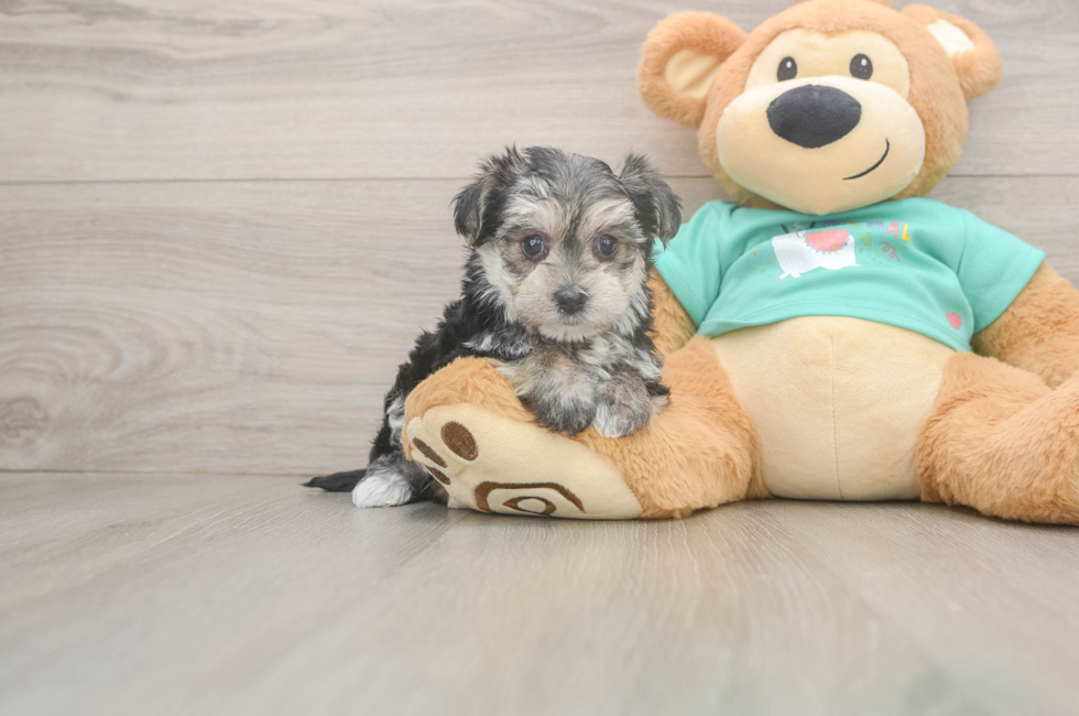 6 week old Morkie Puppy For Sale - Windy City Pups