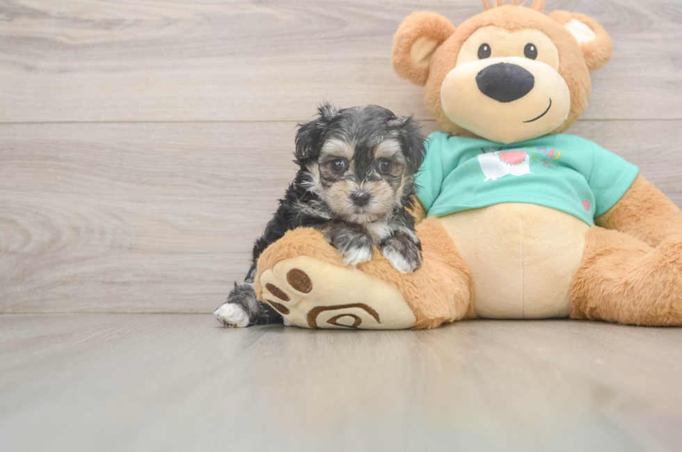 6 week old Morkie Puppy For Sale - Windy City Pups