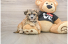 Morkie Pup Being Cute
