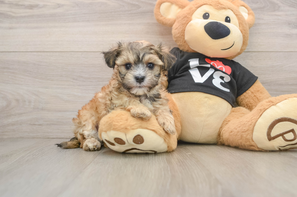 Morkie Pup Being Cute