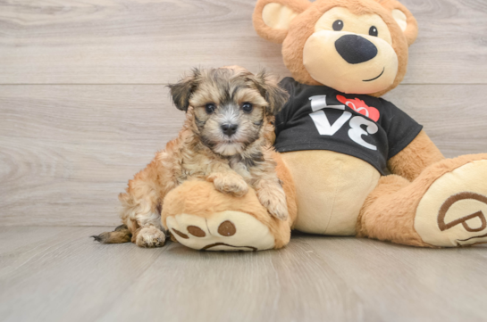 Morkie Pup Being Cute