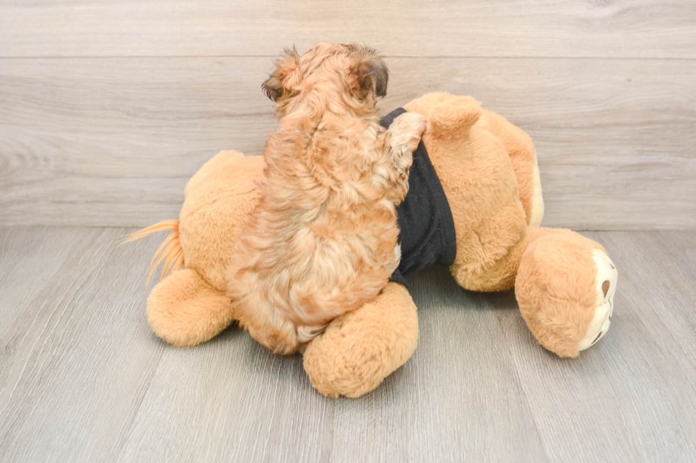 Friendly Morkie Baby