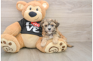 Morkie Pup Being Cute