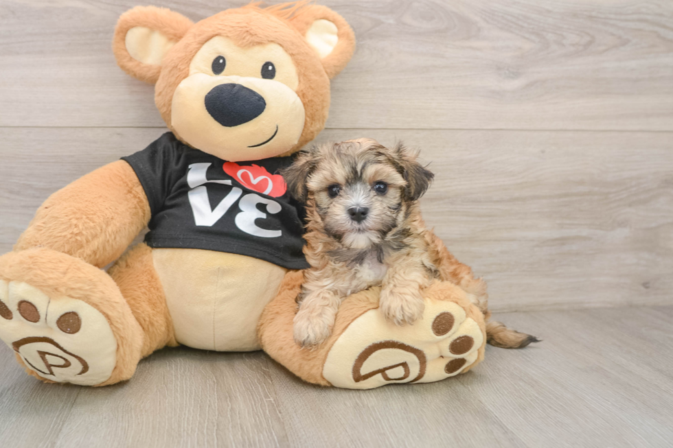 Morkie Pup Being Cute