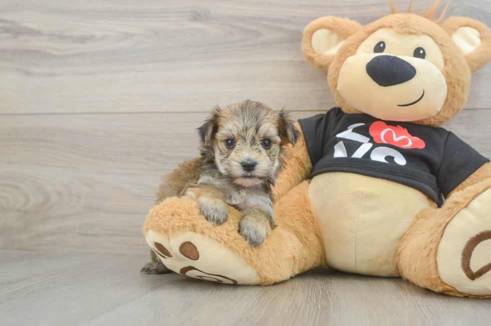 5 week old Morkie Puppy For Sale - Windy City Pups