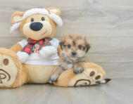 6 week old Morkie Puppy For Sale - Windy City Pups