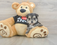 6 week old Morkie Puppy For Sale - Windy City Pups