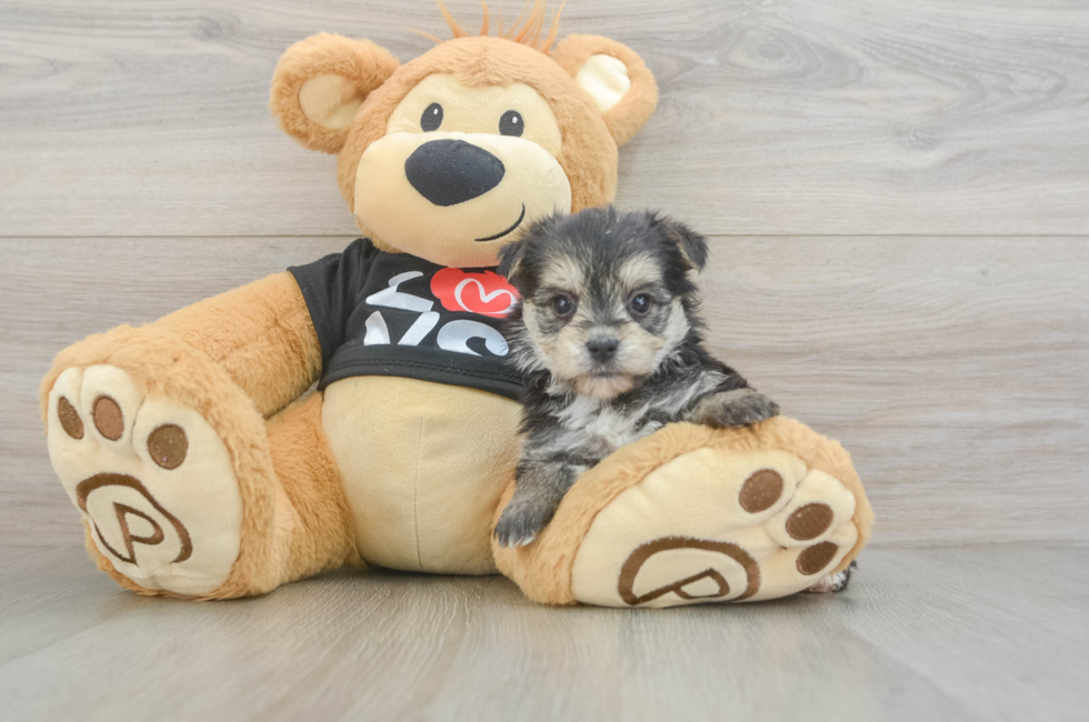 5 week old Morkie Puppy For Sale - Windy City Pups