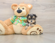 5 week old Morkie Puppy For Sale - Windy City Pups