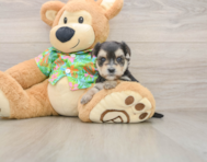 5 week old Morkie Puppy For Sale - Windy City Pups