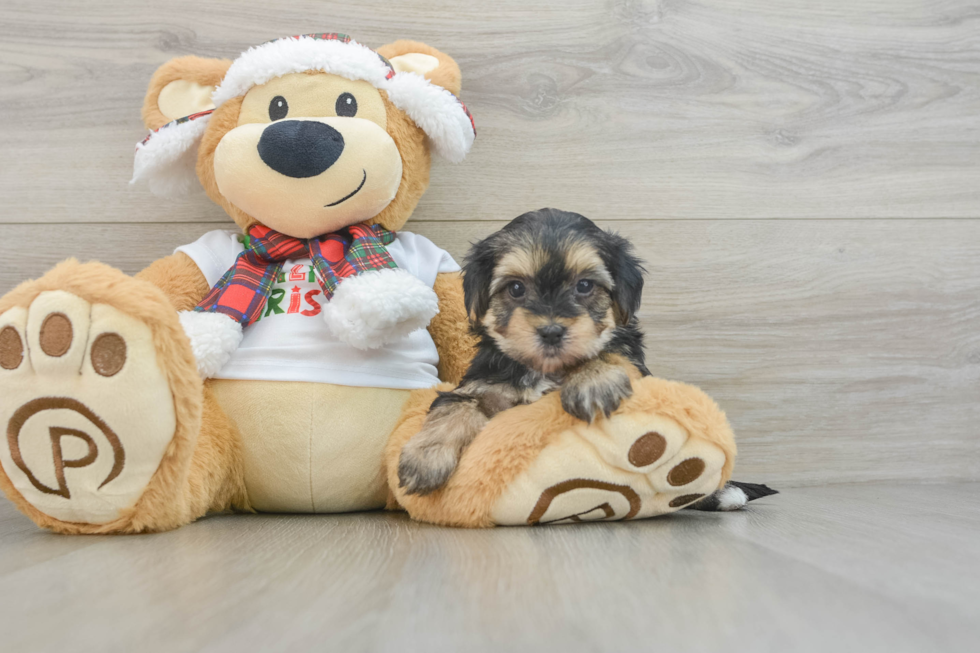 Morkie Pup Being Cute