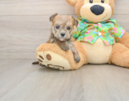 5 week old Morkie Puppy For Sale - Windy City Pups