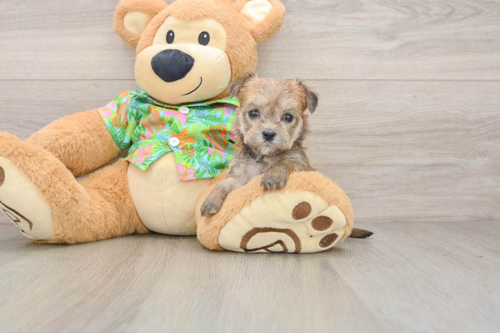 Sweet Morkie Baby