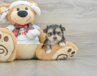 5 week old Morkie Puppy For Sale - Windy City Pups