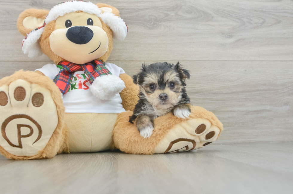 6 week old Morkie Puppy For Sale - Windy City Pups