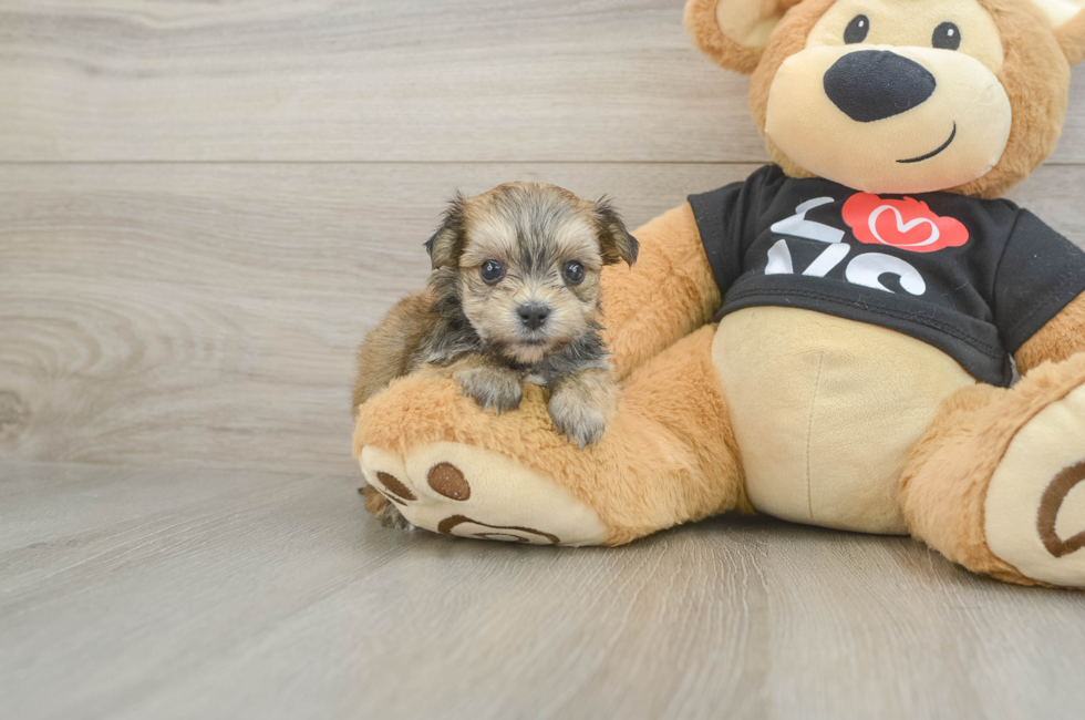 5 week old Morkie Puppy For Sale - Windy City Pups