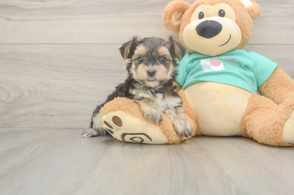 6 week old Morkie Puppy For Sale - Windy City Pups