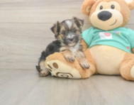 8 week old Morkie Puppy For Sale - Windy City Pups