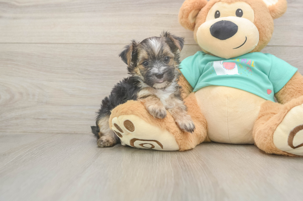 6 week old Morkie Puppy For Sale - Windy City Pups