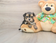6 week old Morkie Puppy For Sale - Windy City Pups