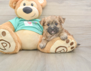 8 week old Morkie Puppy For Sale - Windy City Pups