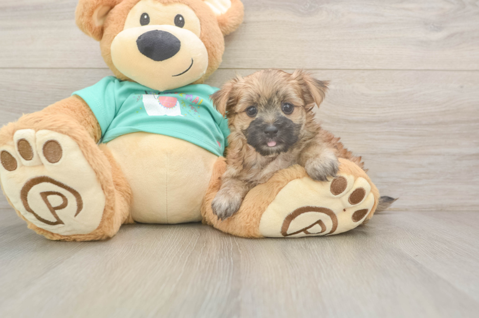 6 week old Morkie Puppy For Sale - Windy City Pups