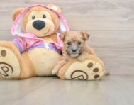 6 week old Morkie Puppy For Sale - Windy City Pups