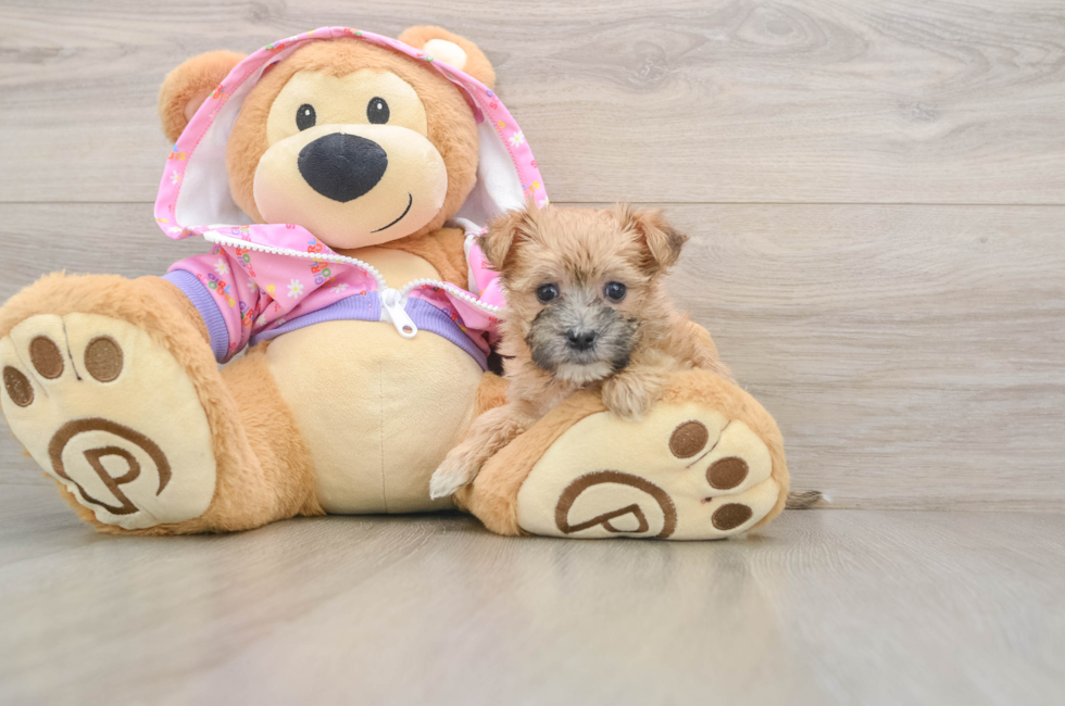 5 week old Morkie Puppy For Sale - Windy City Pups